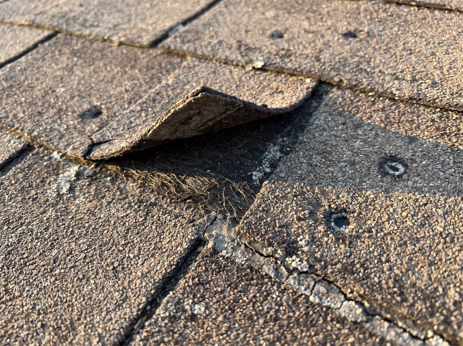 Close-up of a storm-damaged asphalt shingle with a lifted, creased tab and worn granules